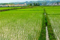 土壤水分速測(cè)儀和土壤水分傳感器的介紹