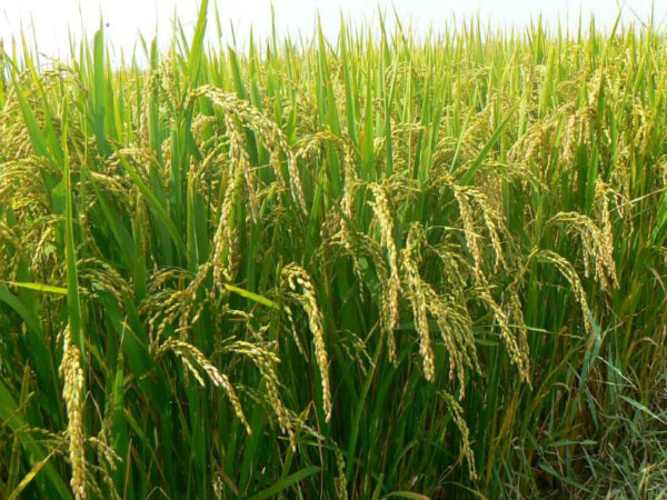 土壤墑情監(jiān)測(cè)系統(tǒng)是如何運(yùn)行的？