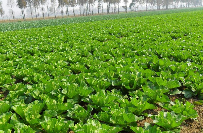 土壤墑情監(jiān)測(cè)需要怎么取樣？